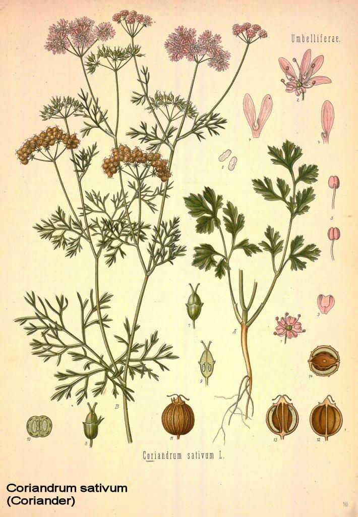 Coriander